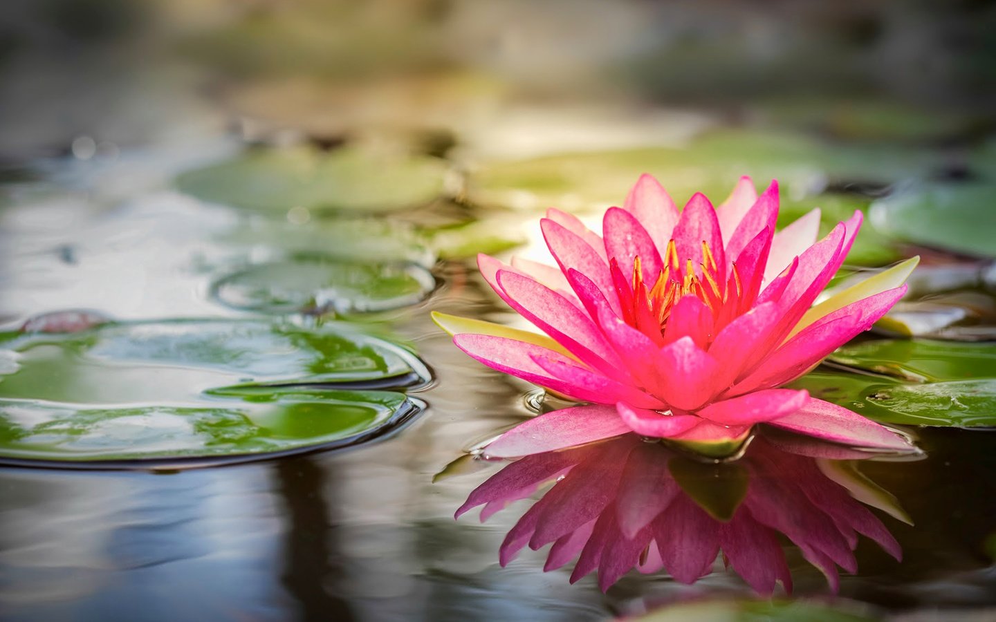 Обои вода, лотос, розовый, water, lotus, pink разрешение 1920x1080 Загрузить