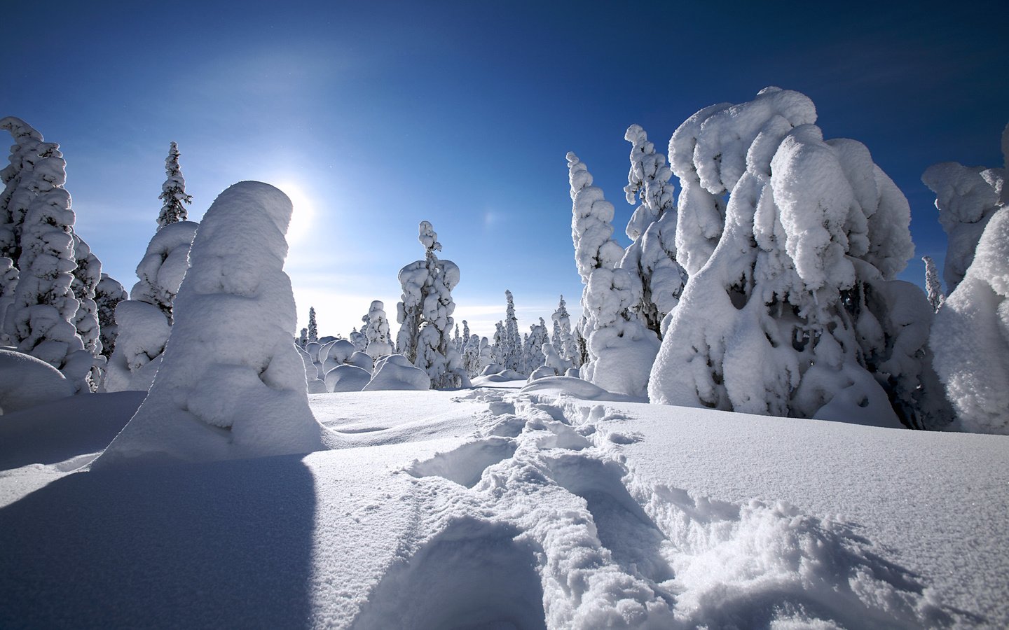 Обои деревья, снег, зима, финляндия, trees, snow, winter, finland разрешение 1920x1200 Загрузить