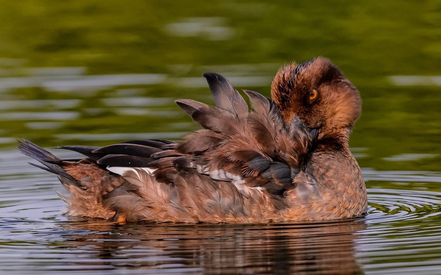 Обои вода, птица, перья, утка, water, bird, feathers, duck разрешение 1920x1200 Загрузить