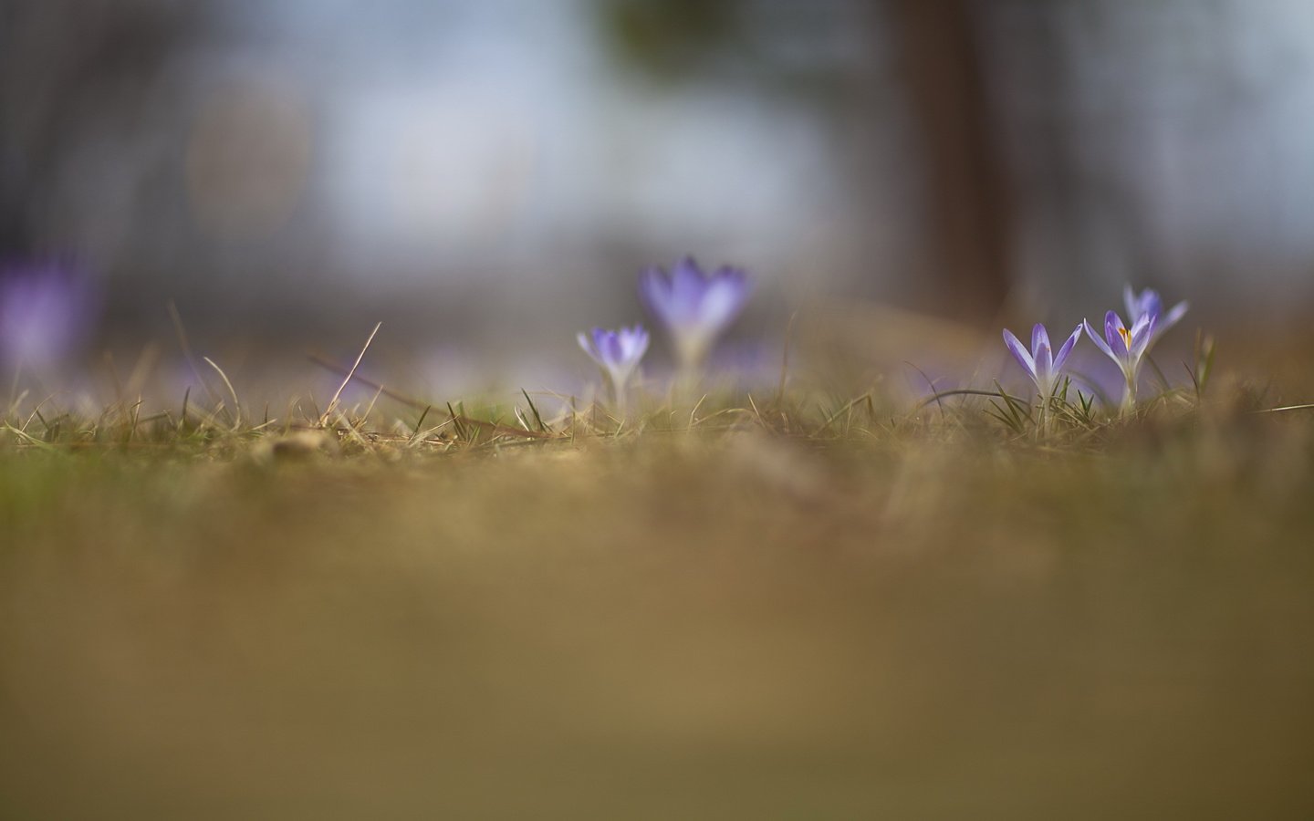 Обои свет, цветы, поле, весна, крокусы, light, flowers, field, spring, crocuses разрешение 2560x1707 Загрузить