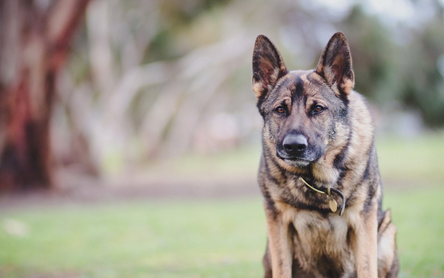 Обои фон, взгляд, собака, ошейник, немецкая овчарка, background, look, dog, collar, german shepherd разрешение 1920x1200 Загрузить