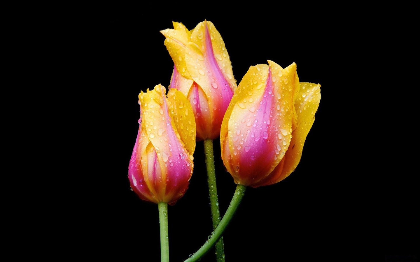 Обои цветы, вода, природа, роса, капли, весна, тюльпаны, flowers, water, nature, rosa, drops, spring, tulips разрешение 1920x1200 Загрузить