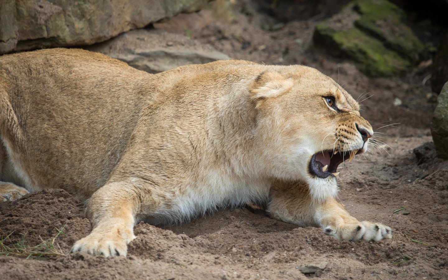 Обои кошка, оскал, пасть, львица, cat, grin, mouth, lioness разрешение 5184x3456 Загрузить