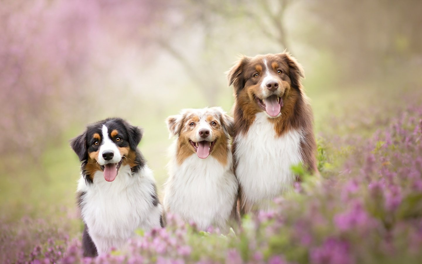 Обои цветы, природа, собаки, австралийские овчарки, flowers, nature, dogs, australian shepherd разрешение 1920x1080 Загрузить