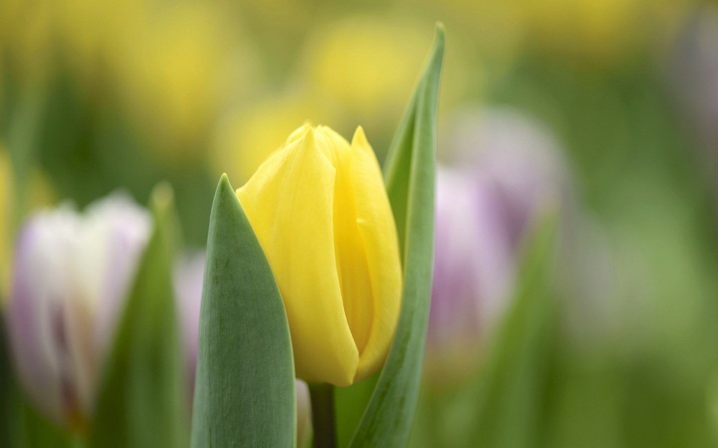 Обои цветы, природа, весна, тюльпаны, flowers, nature, spring, tulips разрешение 1920x1200 Загрузить
