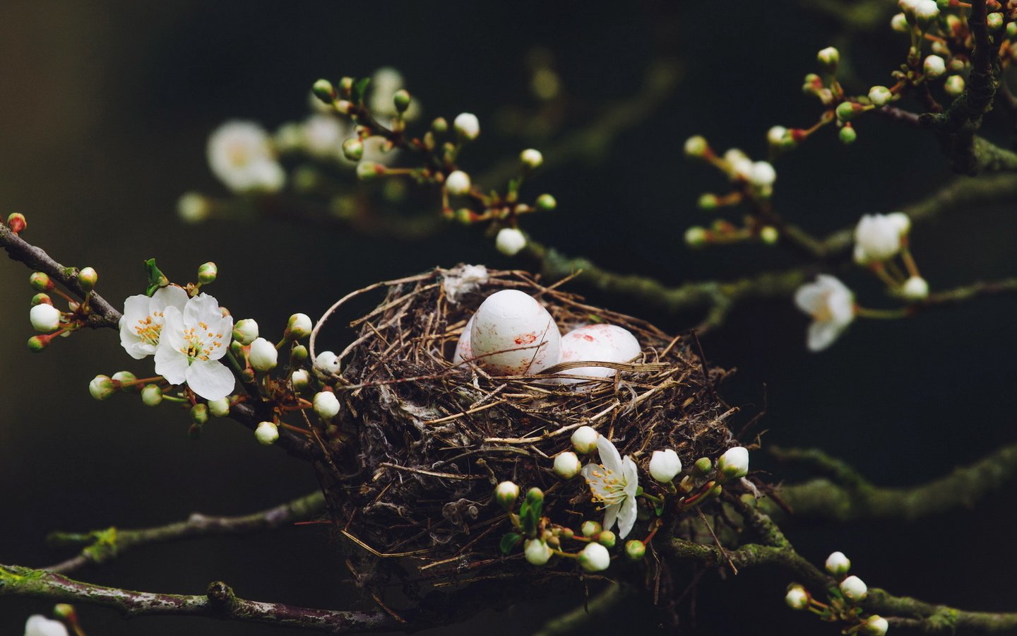 Обои природа, дерево, цветение, ветки, птицы, весна, яйца, гнездо, nature, tree, flowering, branches, birds, spring, eggs, socket разрешение 1920x1200 Загрузить