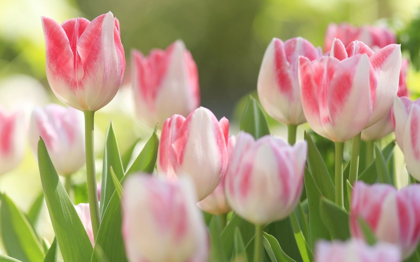 Обои цветы, природа, тюльпаны, макро., бело-розовые. бутоны, flowers, nature, tulips, macro., the pink and white. buds разрешение 1920x1200 Загрузить