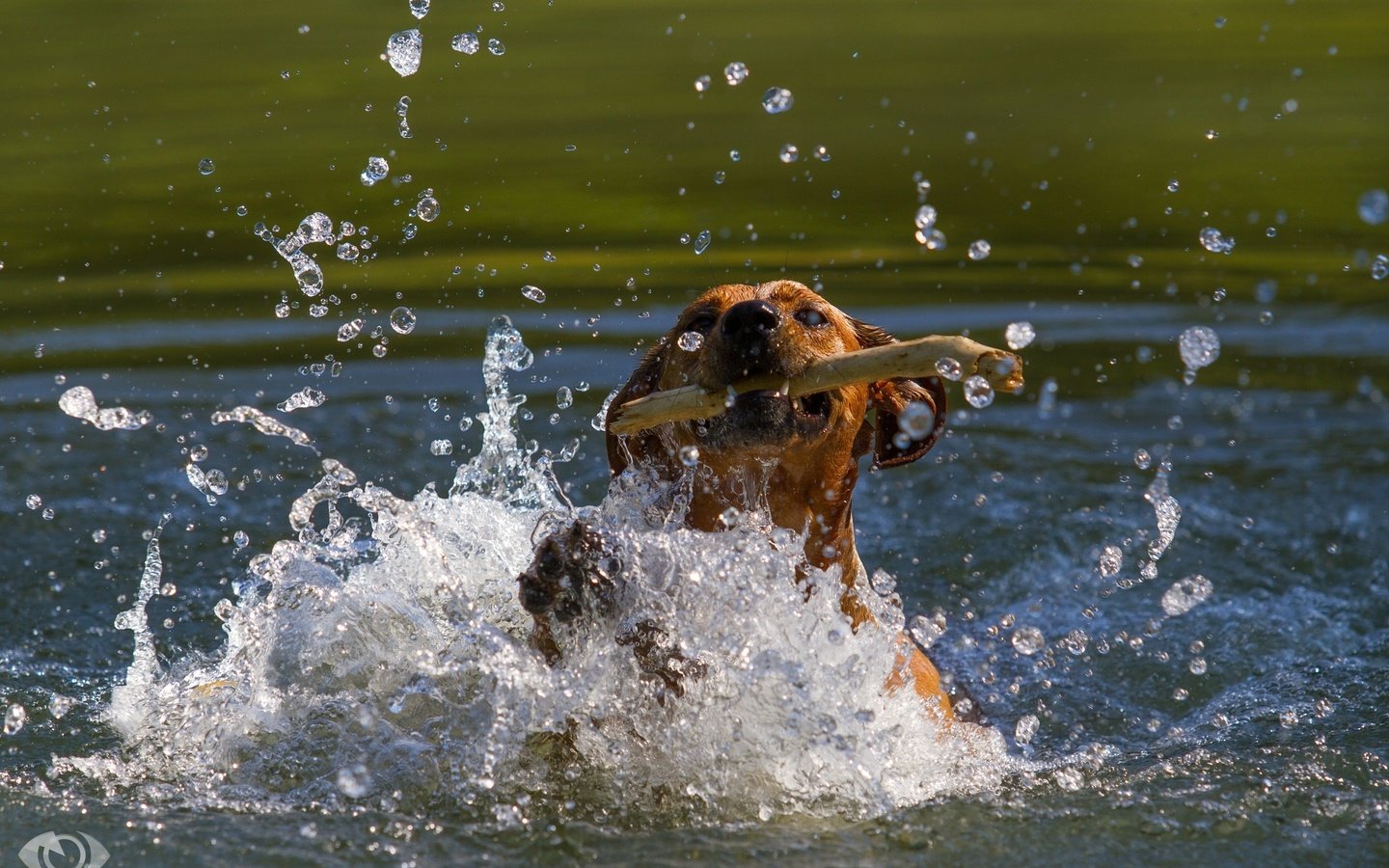 Обои морда, пасть, вода, собака, водоем, брызги, движение, игра, палка, face, mouth, water, dog, pond, squirt, movement, the game, stick разрешение 2800x1800 Загрузить