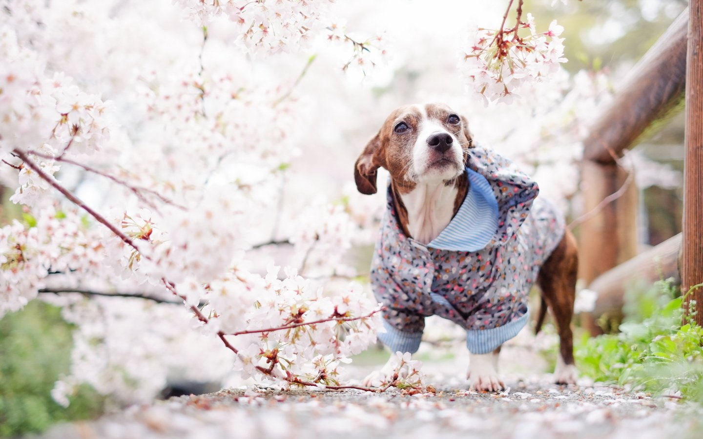 Обои взгляд, собака, весна, друг, look, dog, spring, each разрешение 2560x1600 Загрузить