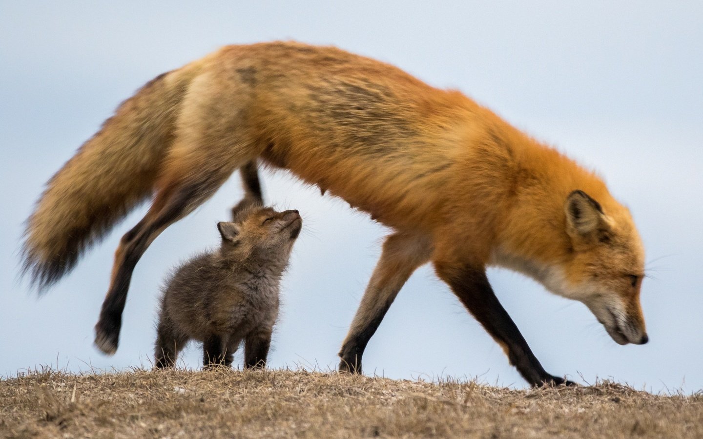 Обои трава, природа, лиса, лисица, сухая, лисенок, grass, nature, fox, dry разрешение 2590x1727 Загрузить