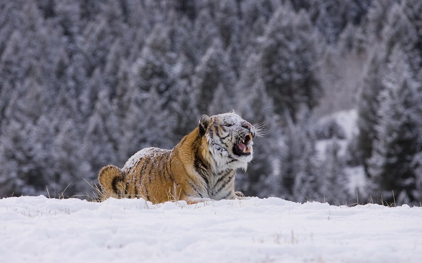 Обои тигр, снег, лес, зима, хищник, tiger, snow, forest, winter, predator разрешение 1920x1276 Загрузить