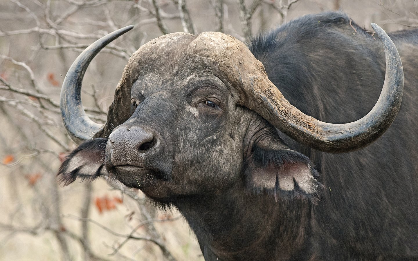 Обои природа, рога, африканский, буйвол, nature, horns, african, buffalo разрешение 2048x1224 Загрузить