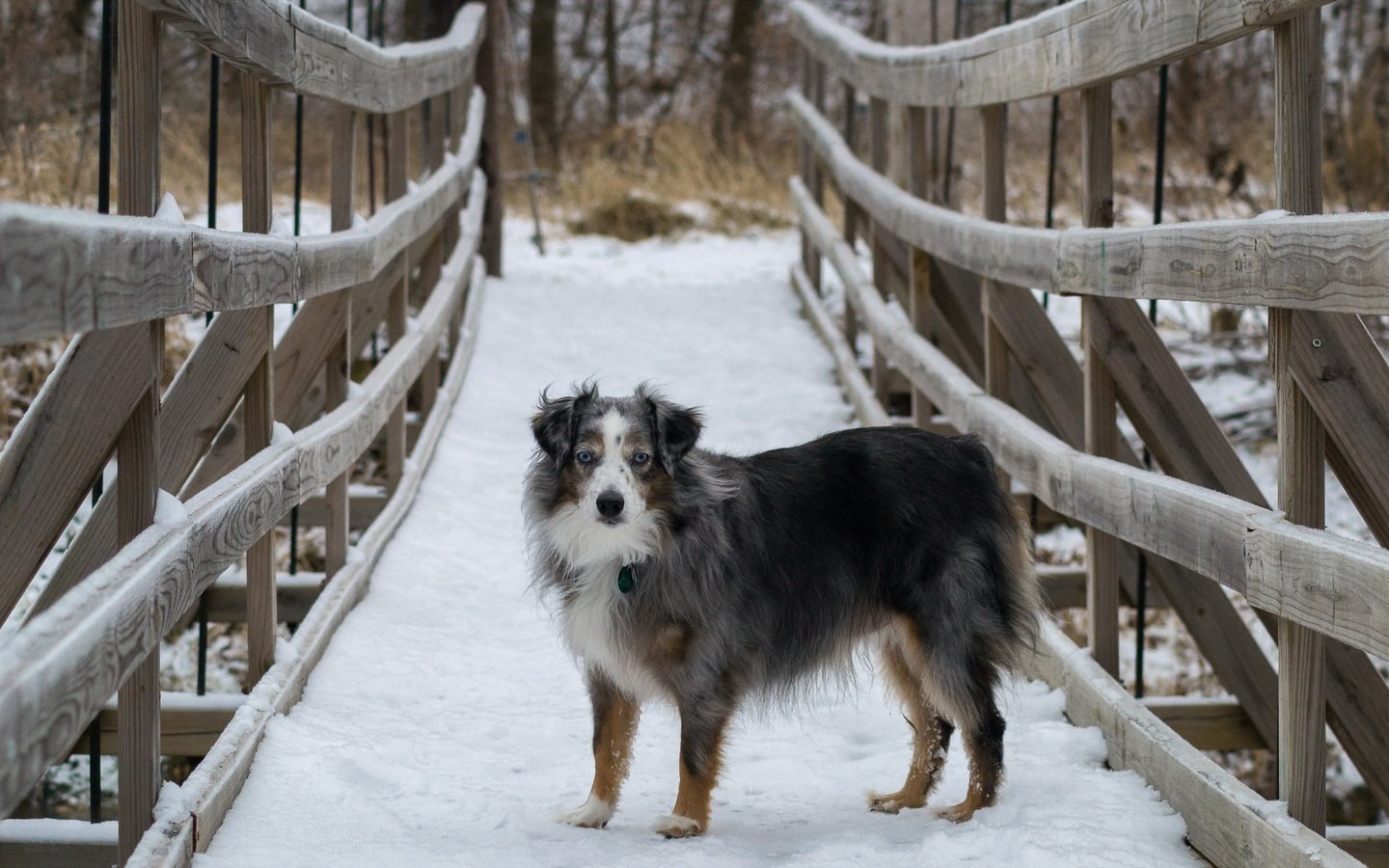 Обои снег, мост, собака, австралийская овчарка, snow, bridge, dog, australian shepherd разрешение 4604x2804 Загрузить