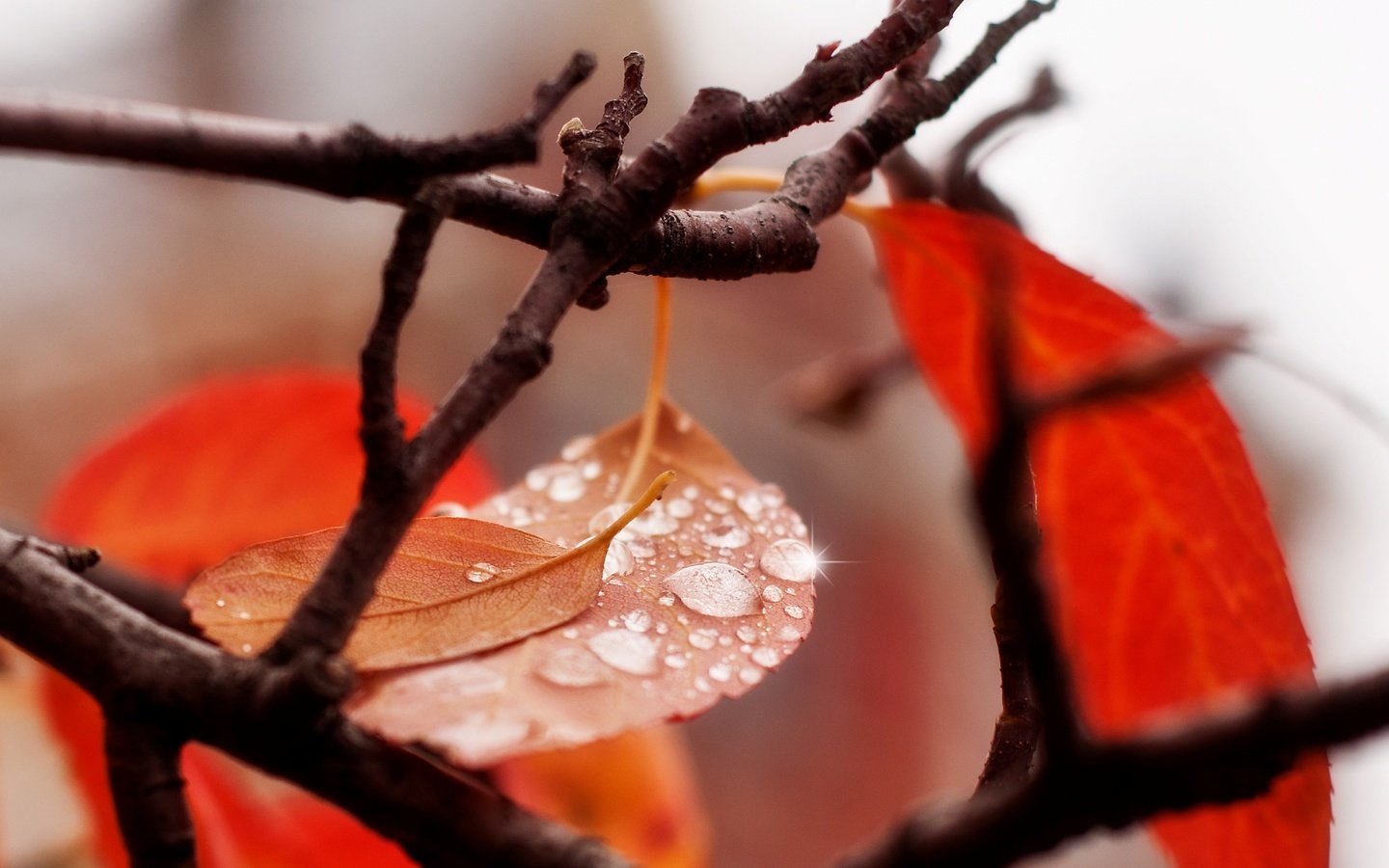 Обои вода, ветка, листья, макро, капли, осень, water, branch, leaves, macro, drops, autumn разрешение 2560x1600 Загрузить