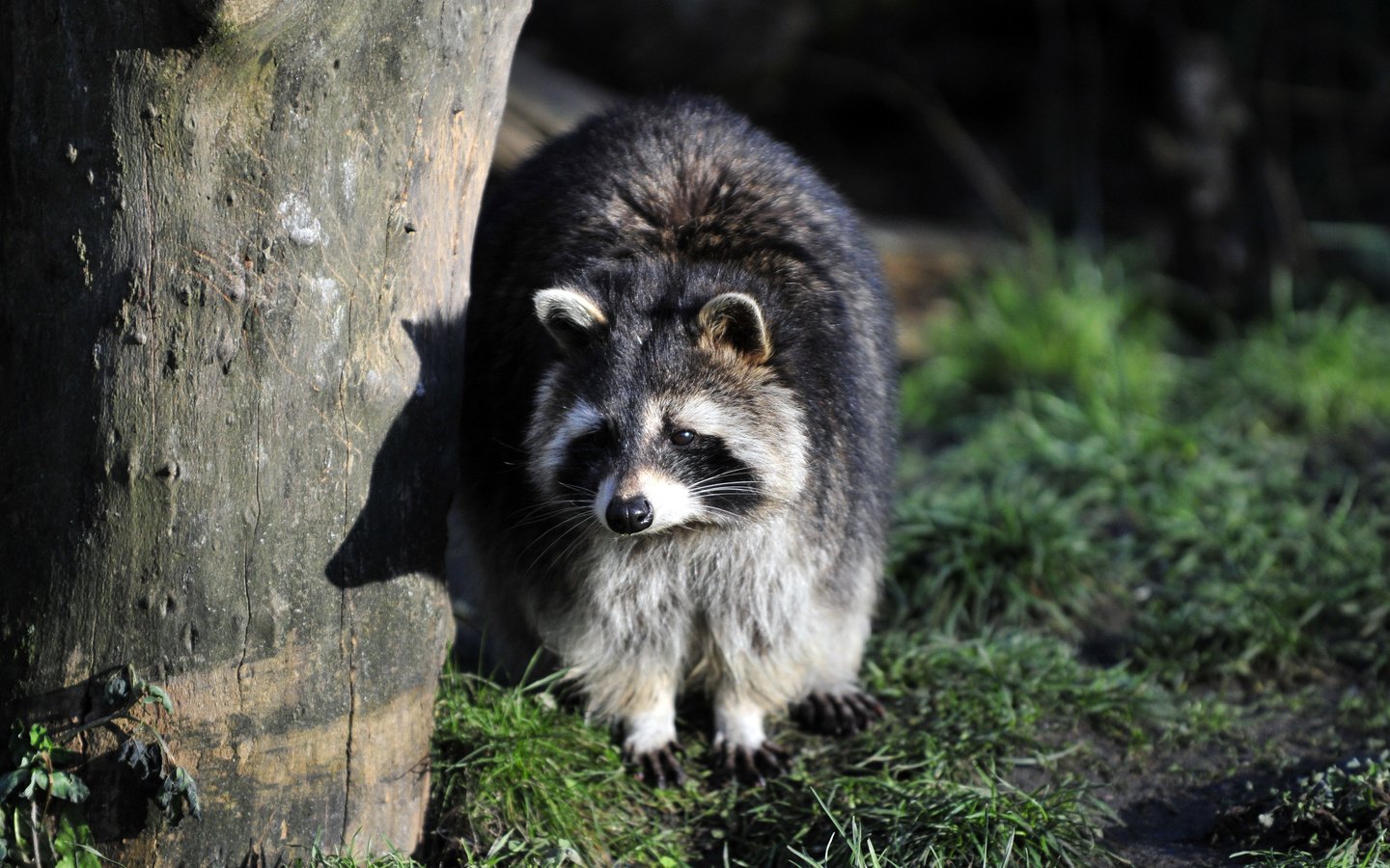 Обои трава, дерево, тень, енот, grass, tree, shadow, raccoon разрешение 4288x2848 Загрузить