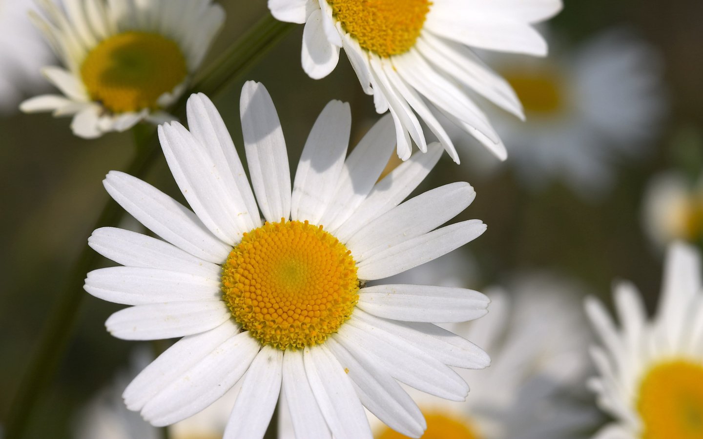 Обои цветы, макро, лепестки, ромашки, белые, flowers, macro, petals, chamomile, white разрешение 2560x1600 Загрузить