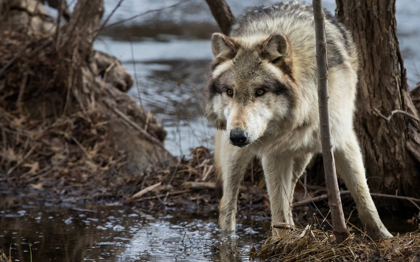 Обои морда, вода, дерево, хищник, волк, face, water, tree, predator, wolf разрешение 2048x1365 Загрузить