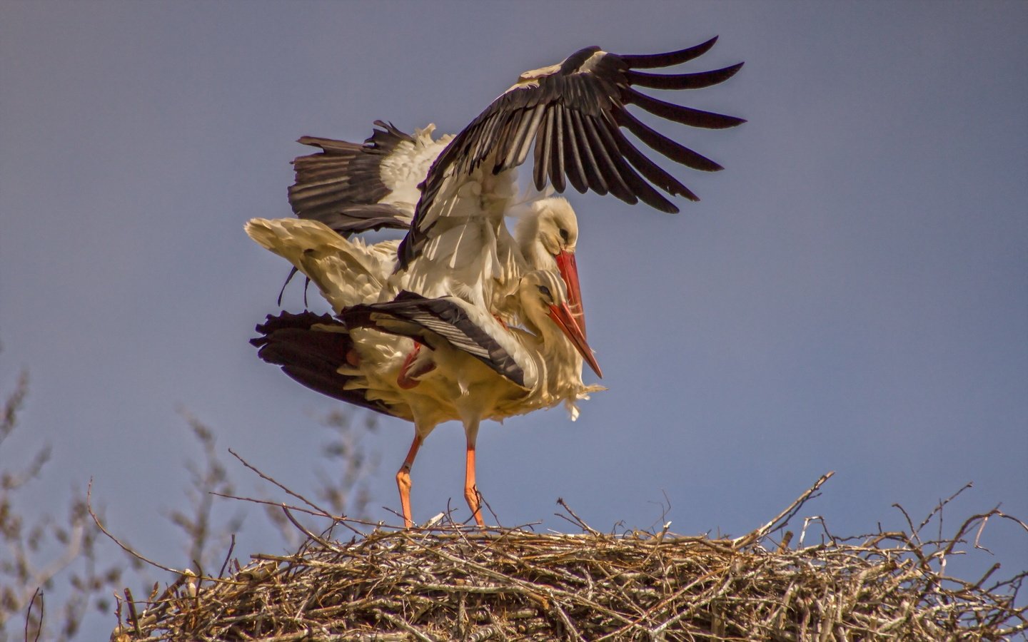 Обои природа, крылья, птица, аист, гнездо, птаха, nature, wings, bird, stork, socket разрешение 2560x1600 Загрузить