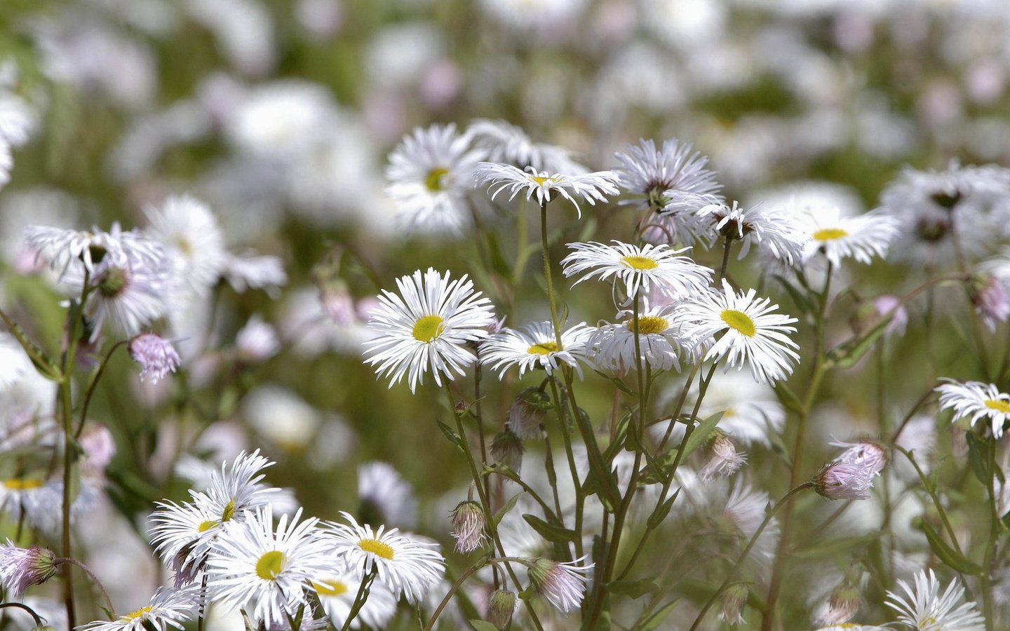 Обои цветы, поляна, белые, хризантемы, flowers, glade, white, chrysanthemum разрешение 2560x1701 Загрузить