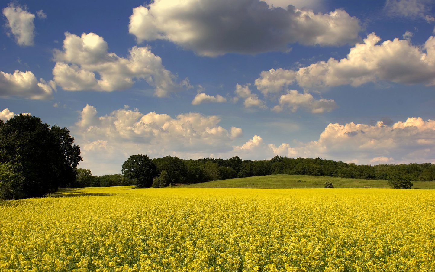 Обои небо, цветы, облака, деревья, природа, поле, рапс, the sky, flowers, clouds, trees, nature, field, rape разрешение 1920x1200 Загрузить