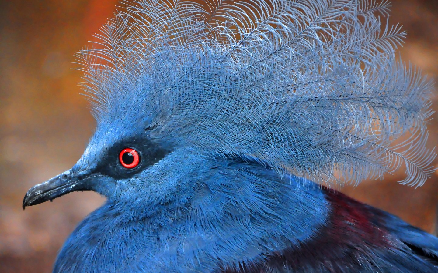 Обои птицы, перья, victoria crowned pigeon, венценосный голубь, birds, feathers, crowned pigeon разрешение 2048x1360 Загрузить