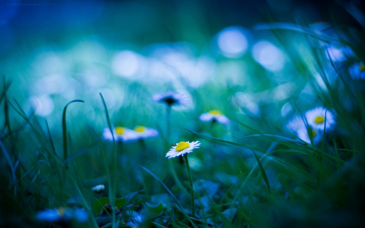 Обои трава, блики, поляна, размытость, ромашки, grass, glare, glade, blur, chamomile разрешение 1920x1200 Загрузить