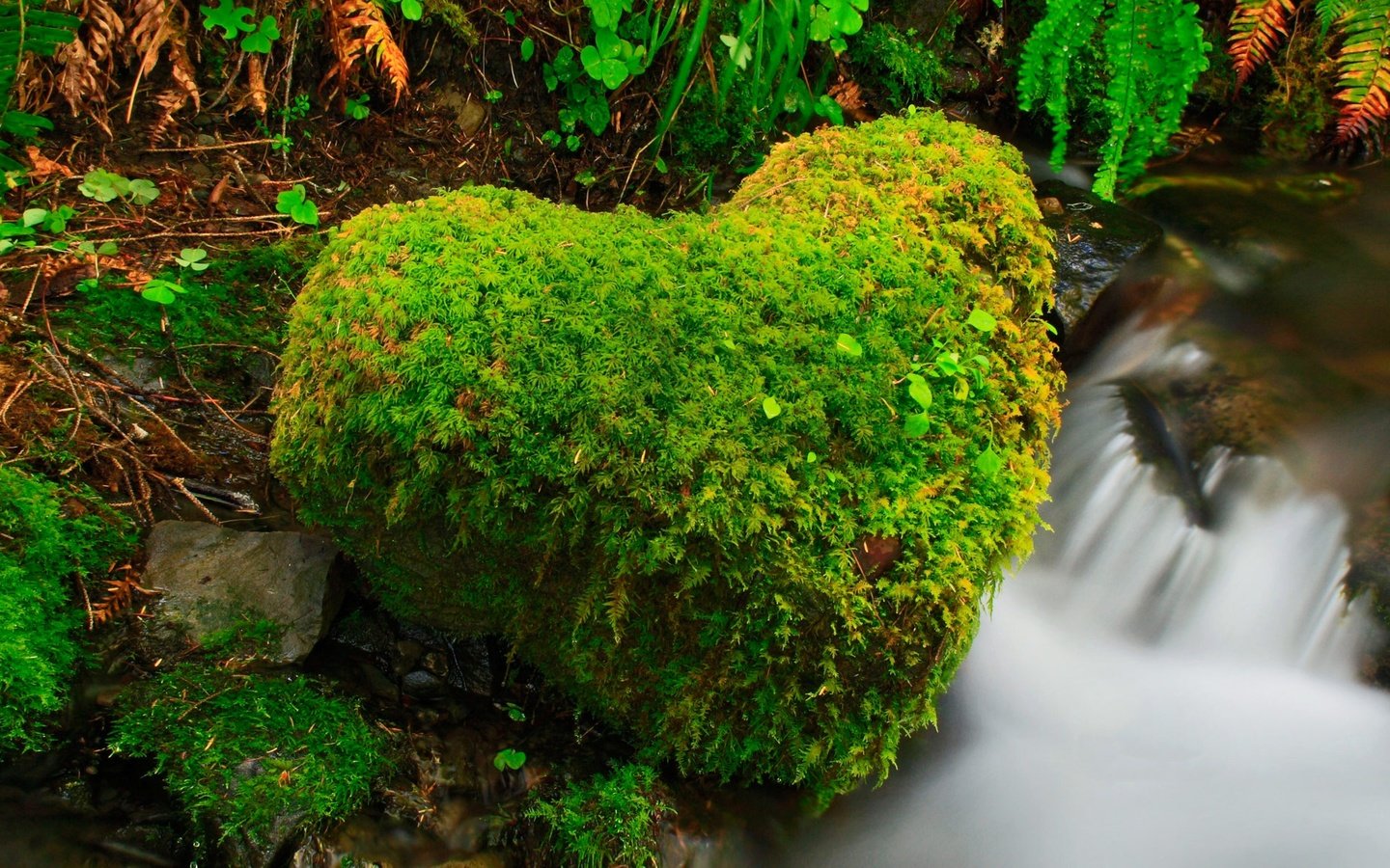 Обои река, лес, ручей, сердце, камень, сша, штат вашингтон, olympic national park, национальный парк олимпик, river, forest, stream, heart, stone, usa, washington разрешение 1920x1200 Загрузить