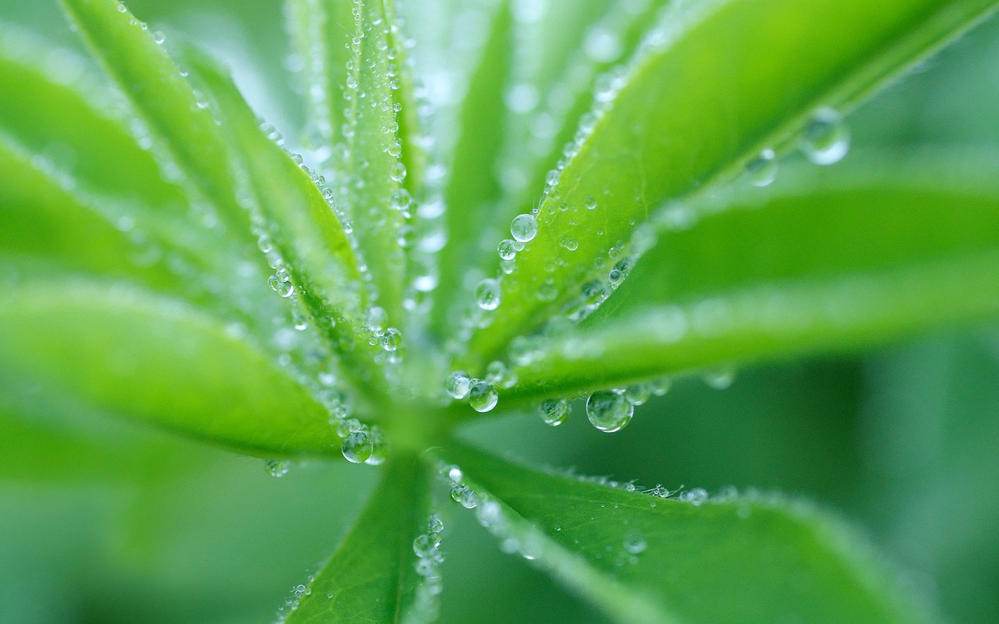 Обои трава, природа, макро, роса, капли, растение, grass, nature, macro, rosa, drops, plant разрешение 1920x1080 Загрузить