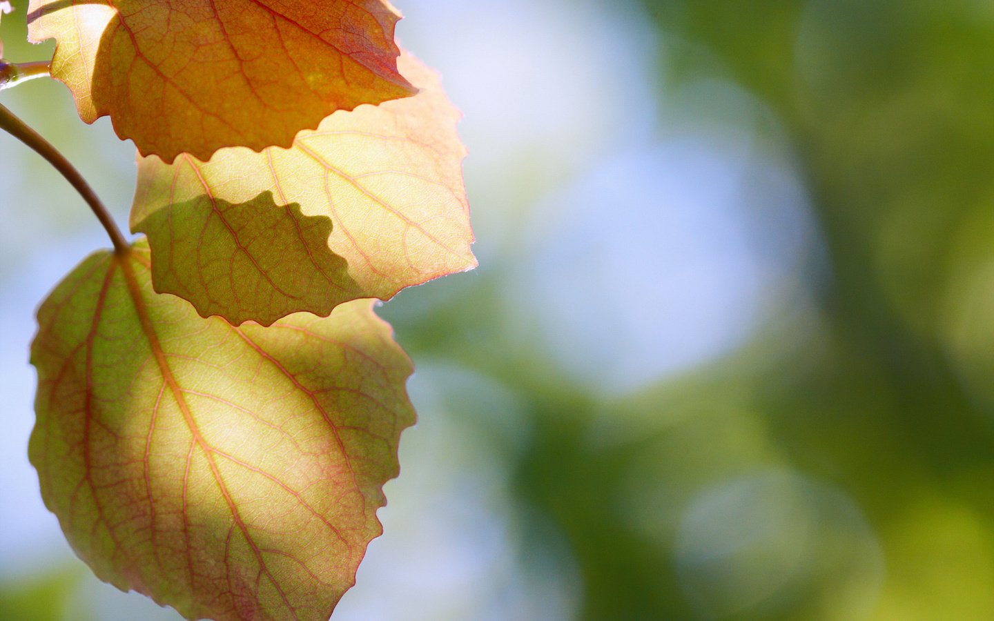 Обои природа, листья, макро, осень, блики, осенние листья, nature, leaves, macro, autumn, glare, autumn leaves разрешение 1920x1280 Загрузить