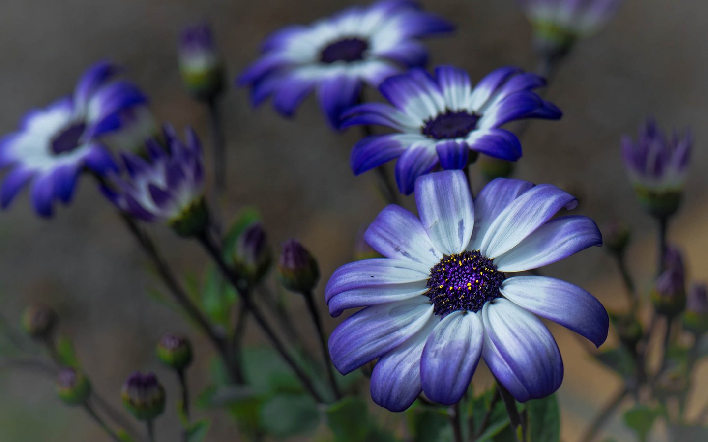 Обои цветы, бутоны, макро, фон, лепестки, герберы, цинерария, flowers, buds, macro, background, petals, gerbera, cineraria разрешение 2048x1399 Загрузить