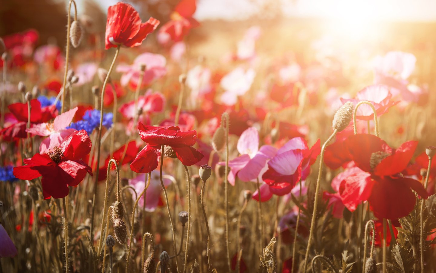 Обои цветы, природа, красные, маки, васильки, flowers, nature, red, maki, cornflowers разрешение 2048x1365 Загрузить