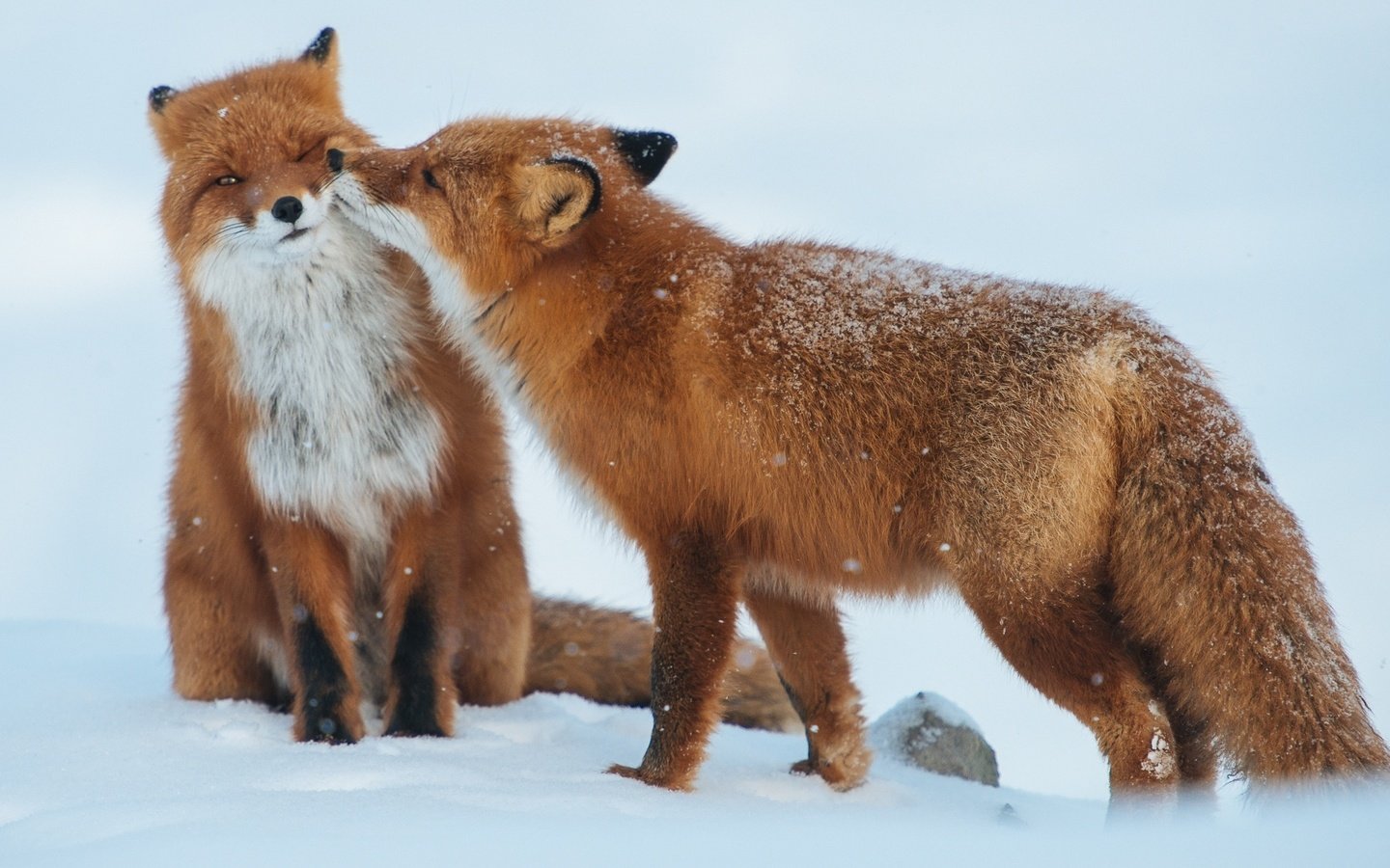 Обои снег, зима, животные, пара, хищники, лисы, snow, winter, animals, pair, predators, fox разрешение 1920x1281 Загрузить