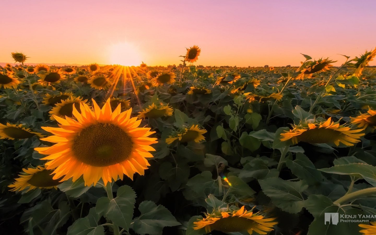 Обои закат, макро, поле, фотограф, подсолнухи, kenji yamamura, sunset, macro, field, photographer, sunflowers разрешение 1920x1080 Загрузить