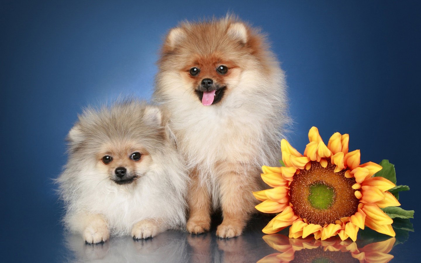 Обои цветы, подсолнухи, порода, шпиц.собака, flowers, sunflowers, breed, spitz.dog разрешение 1920x1200 Загрузить