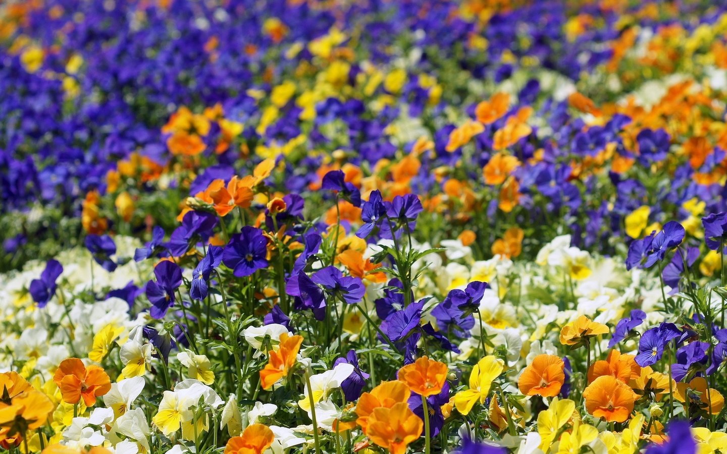 Обои цветы, разноцветные, яркие, анютины глазки, клумба, flowers, colorful, bright, pansy, flowerbed разрешение 1920x1200 Загрузить
