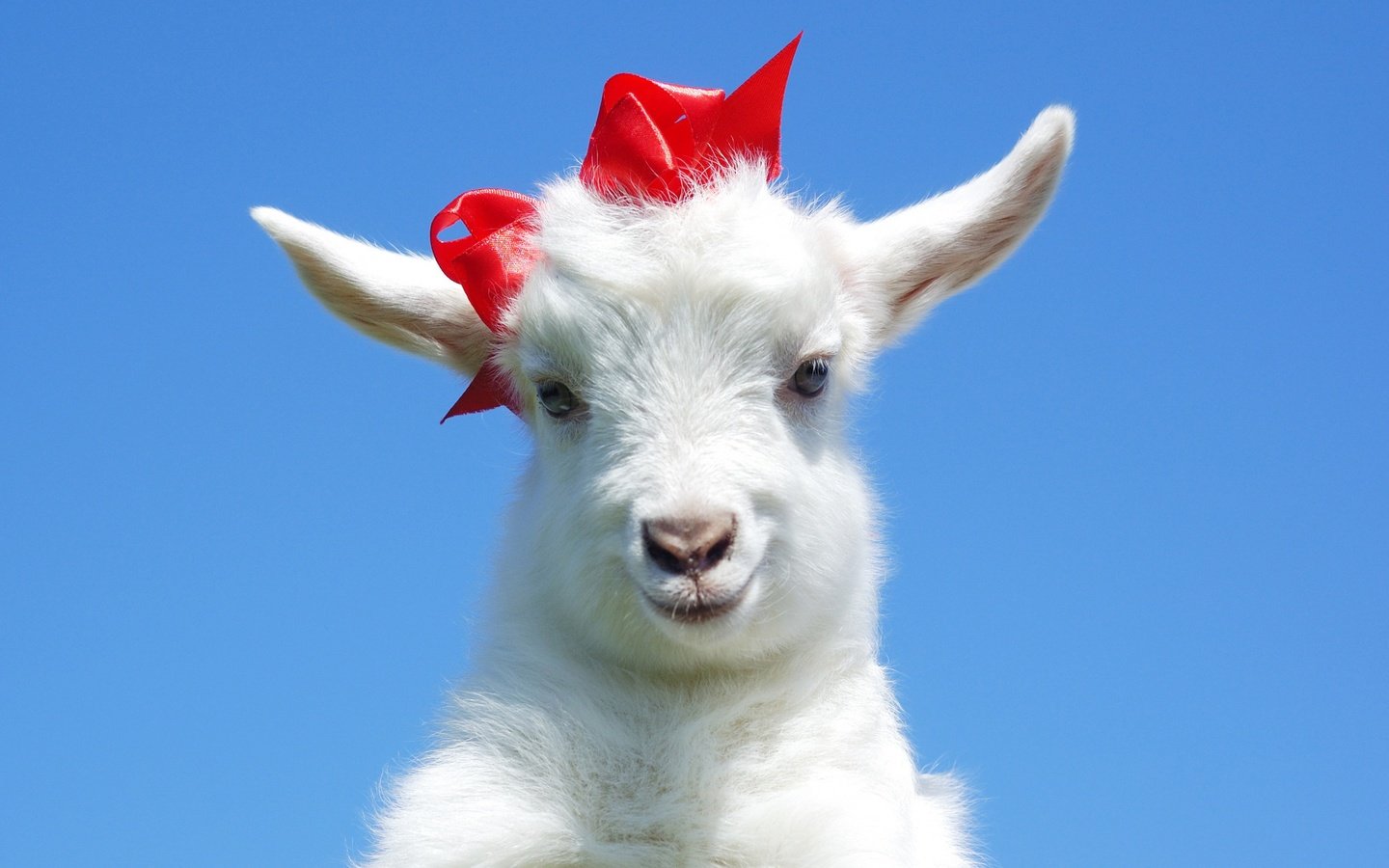 Обои красный, ушки, коза, бант, козел, козленок, козочка, козлик, red, ears, goat, bow разрешение 2880x1712 Загрузить