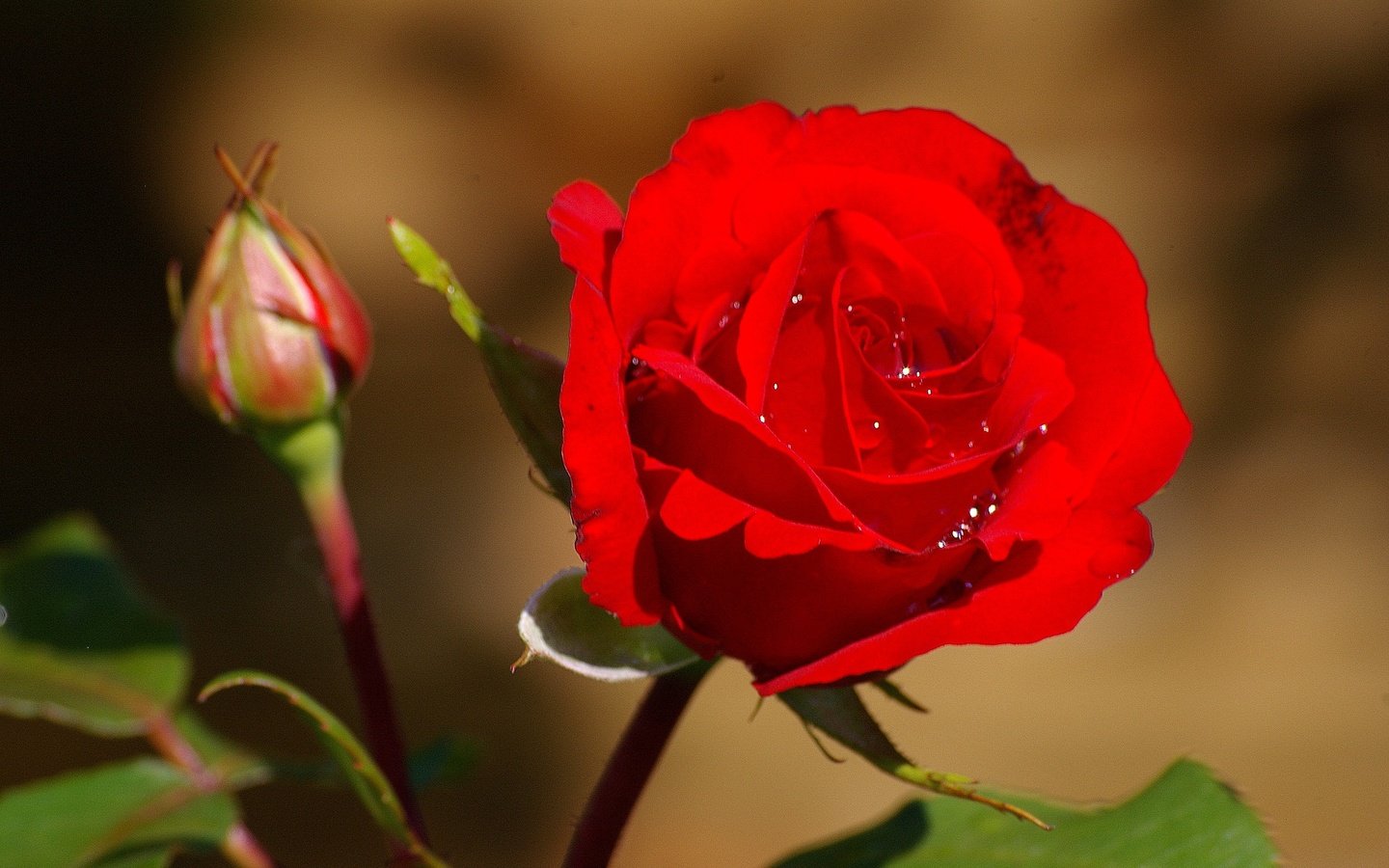 Обои цветы, макро, капли, роза, красная, бутон, flowers, macro, drops, rose, red, bud разрешение 2048x1362 Загрузить