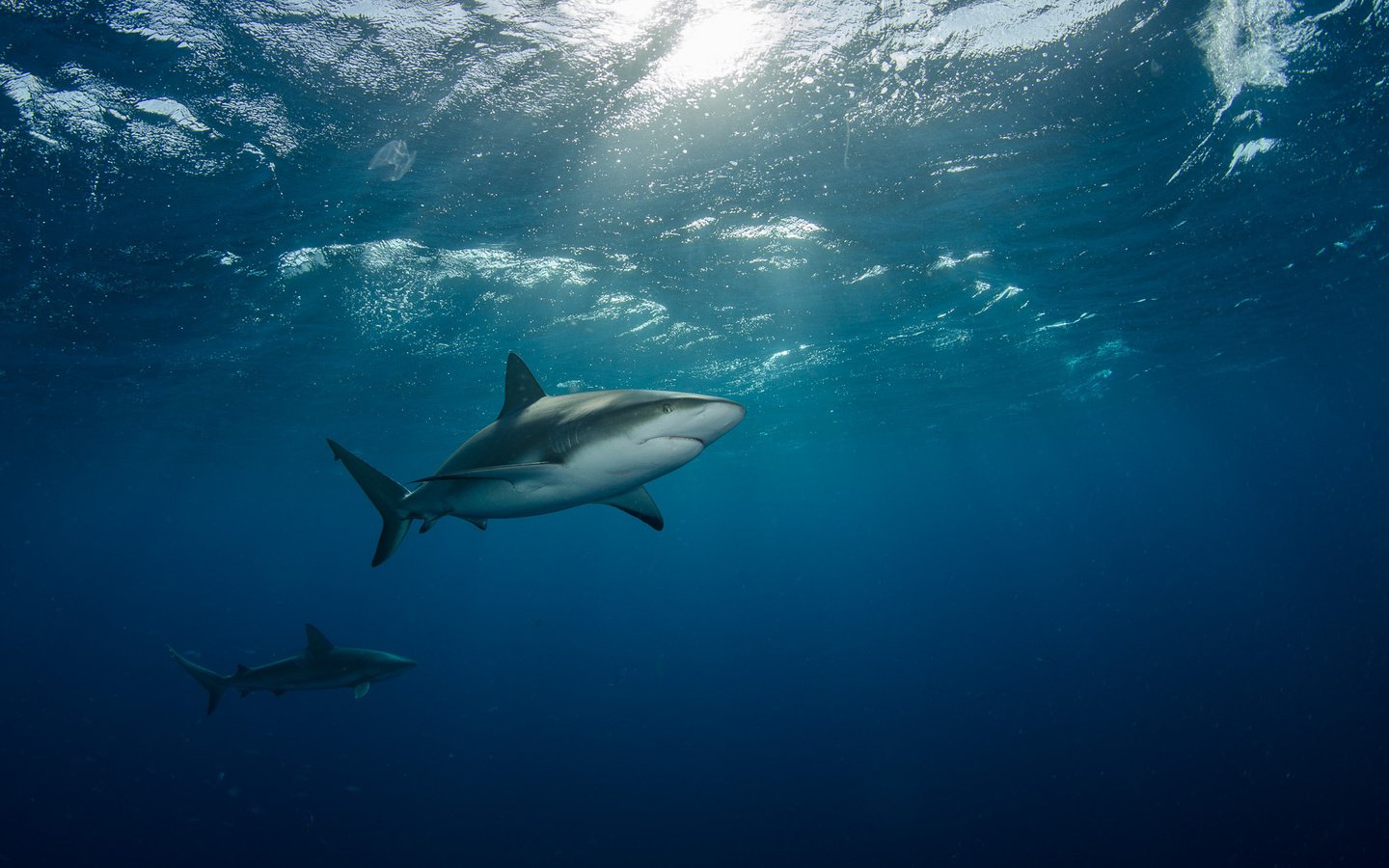 Обои море, под водой, лучи света, две, акулы, плывут, sea, under water, rays of light, two, sharks, float разрешение 2000x1325 Загрузить