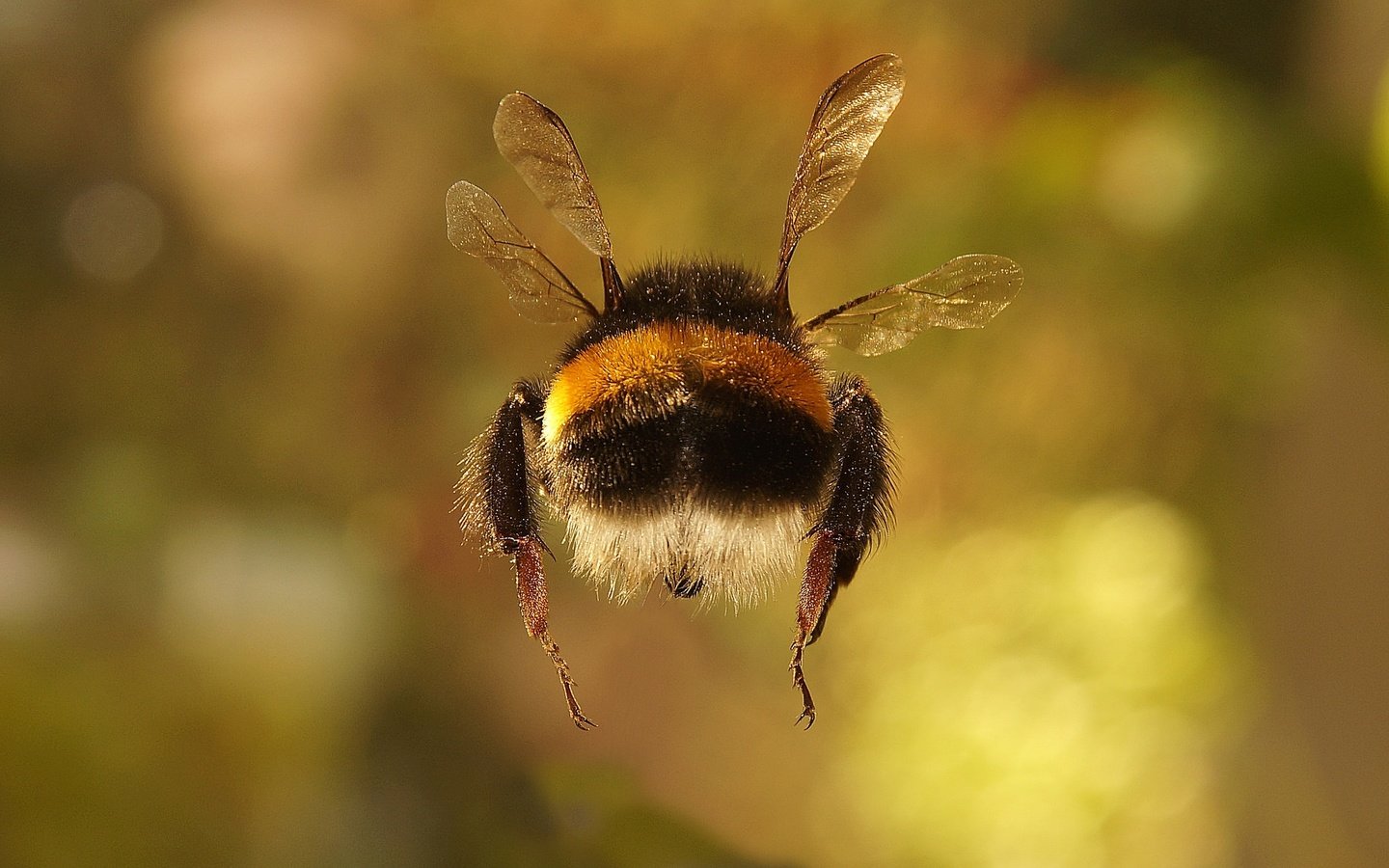 Обои макро, насекомое, фон, крылья, весна, шмель, macro, insect, background, wings, spring, bumblebee разрешение 2048x1363 Загрузить
