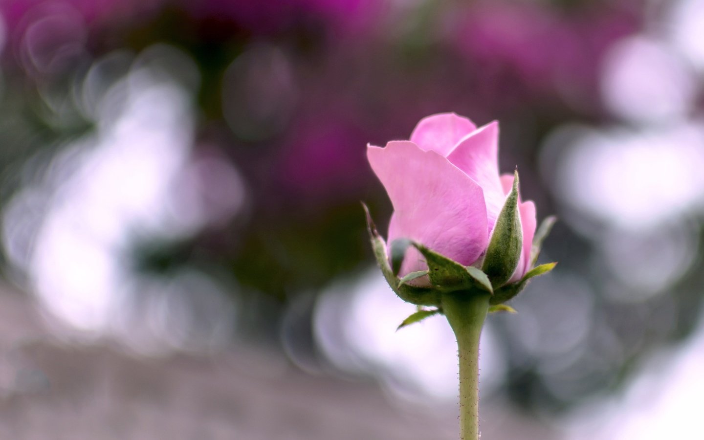 Обои макро, цветок, лето, роза, розовая, macro, flower, summer, rose, pink разрешение 2048x1301 Загрузить