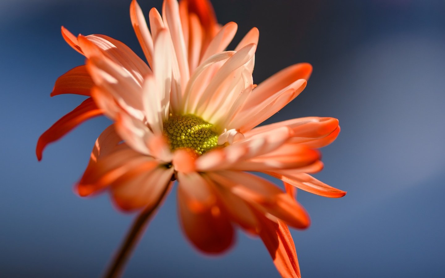 Обои фон, цветок, лепестки, стебель, маргаритка, susan newgewirtz, background, flower, petals, stem, daisy разрешение 2048x1367 Загрузить