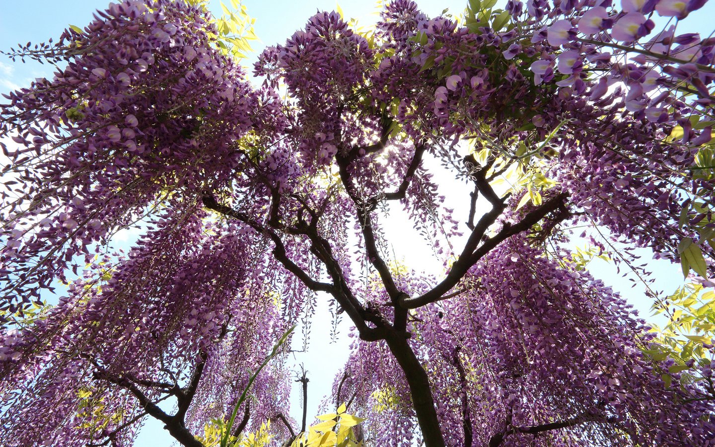 Обои цветы, дерево, цветение, глициния, лиловые, вистерия, flowers, tree, flowering, wisteria, purple разрешение 2048x1365 Загрузить