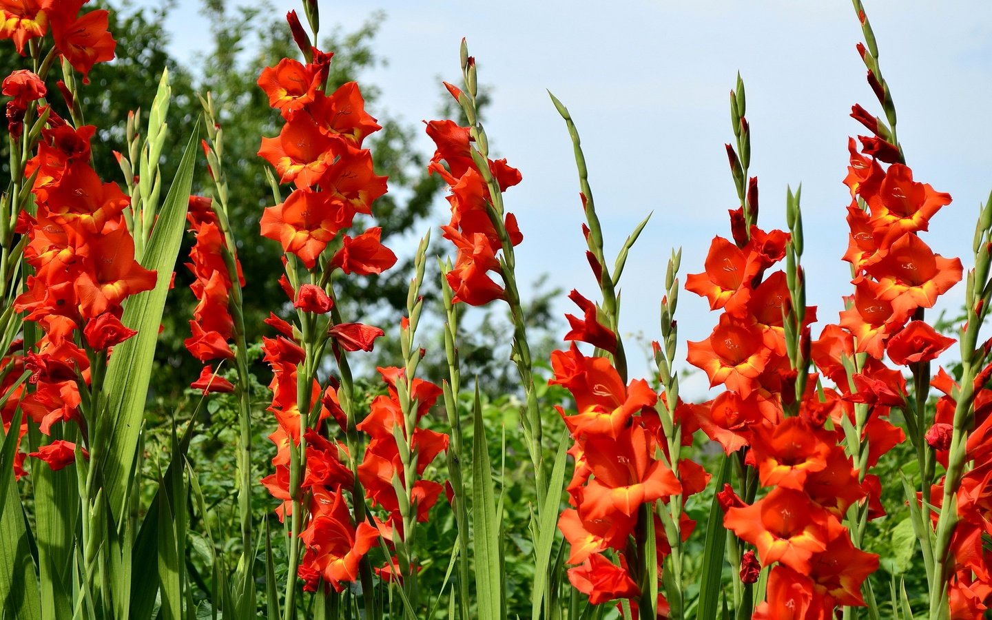 Обои цветы, трава, природа, зелень, красные, гладиолусы, gladioluses, flowers, grass, nature, greens, red, gladiolus разрешение 2900x1920 Загрузить