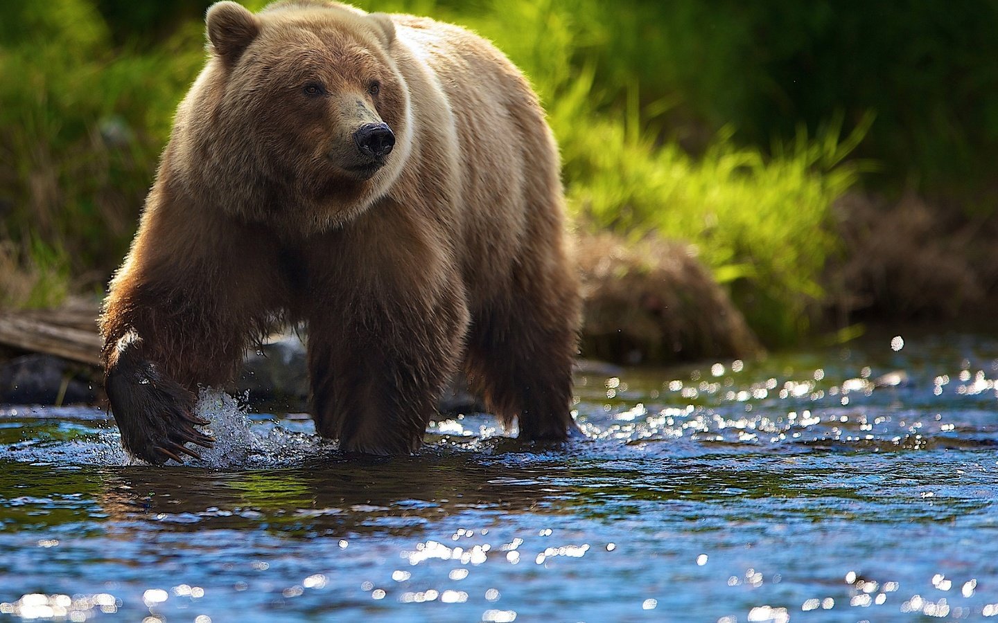 Обои река, солнце, лето, медведь, блики, гризли, river, the sun, summer, bear, glare, grizzly разрешение 2048x1364 Загрузить