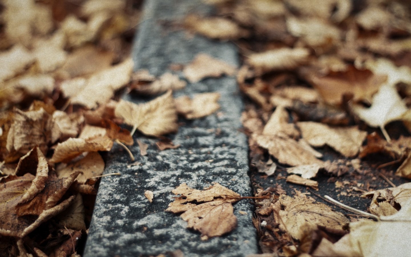 Обои природа, листья, макро, осень, сухие, nature, leaves, macro, autumn, dry разрешение 4236x2824 Загрузить