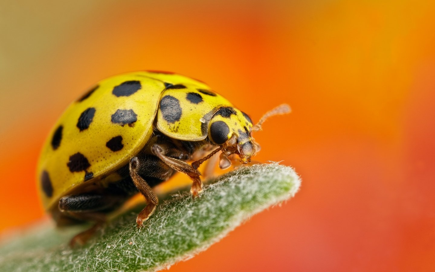Обои макро, насекомое, фон, божья коровка, жёлтая, macro, insect, background, ladybug, yellow разрешение 2048x1365 Загрузить
