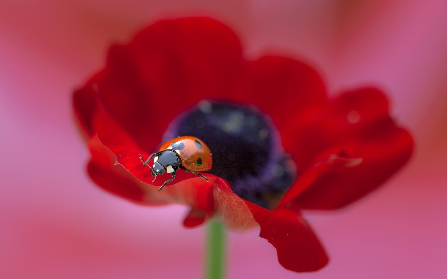 Обои макро, насекомое, цветок, божья коровка, мак, macro, insect, flower, ladybug, mac разрешение 2560x1707 Загрузить