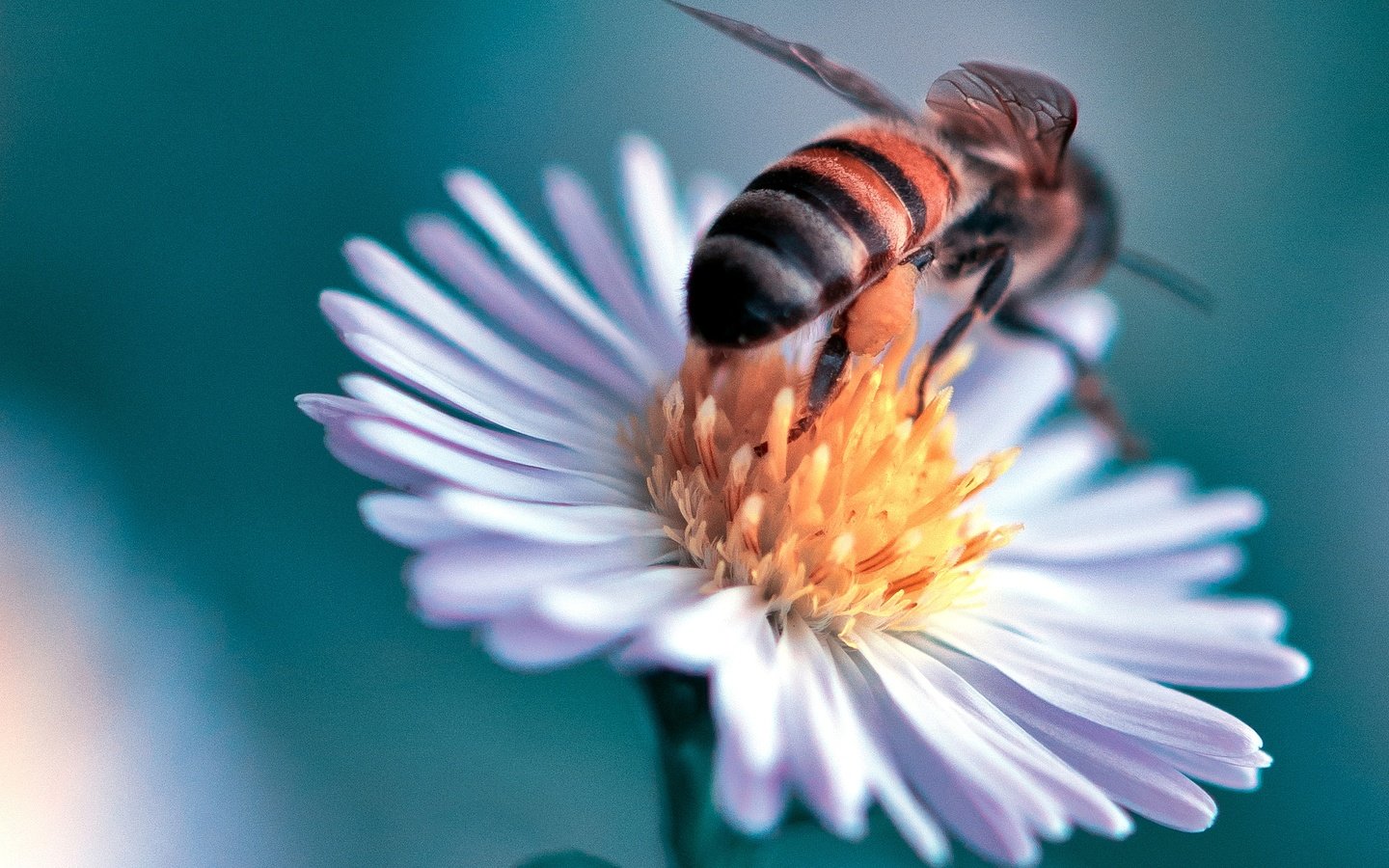 Обои макро, насекомое, цветок, пчела, маргаритка, danny perez photography, macro, insect, flower, bee, daisy разрешение 2048x1371 Загрузить