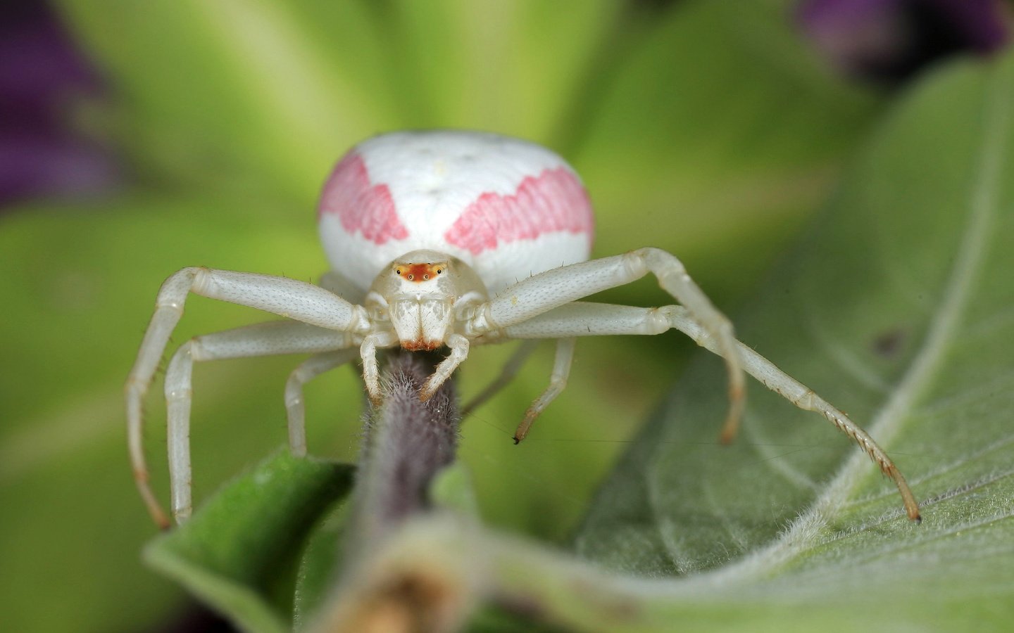 Обои зелёный, макро, насекомое, лист, паук, бело-розовый, green, macro, insect, sheet, spider, pink and white разрешение 3000x2129 Загрузить