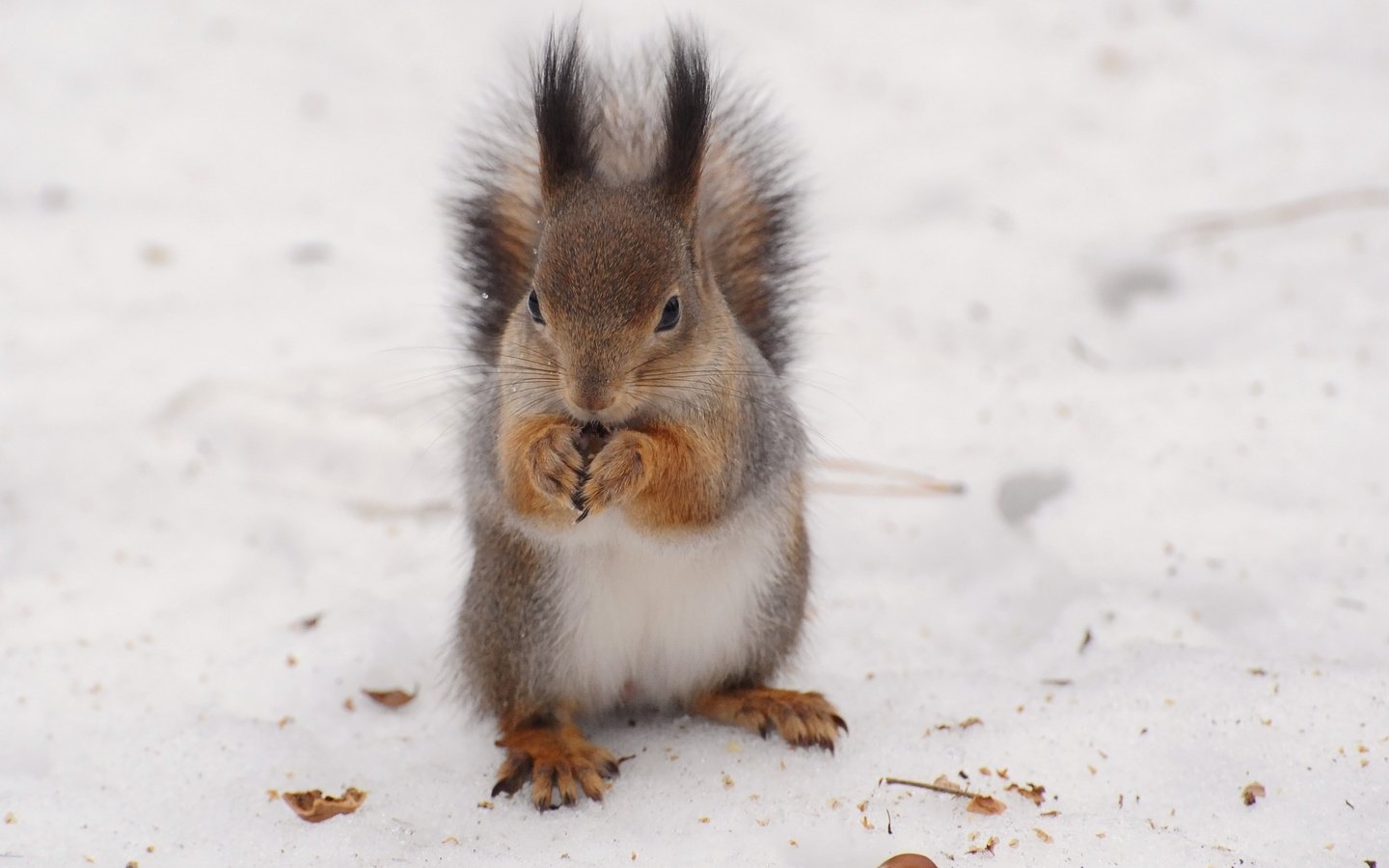 Обои снег, зима, белка, белочка, anna verdina, snow, winter, protein, squirrel разрешение 3468x2580 Загрузить